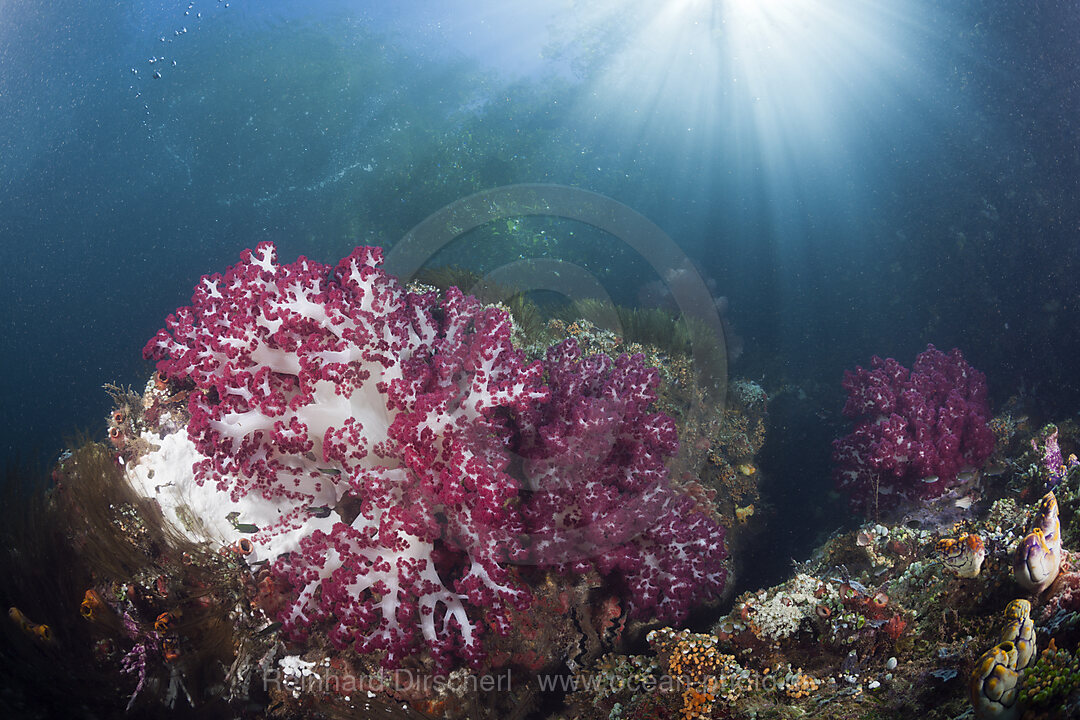 Korallen im flachen Mangrovenbereich, Raja Ampat, West Papua, Indonesien