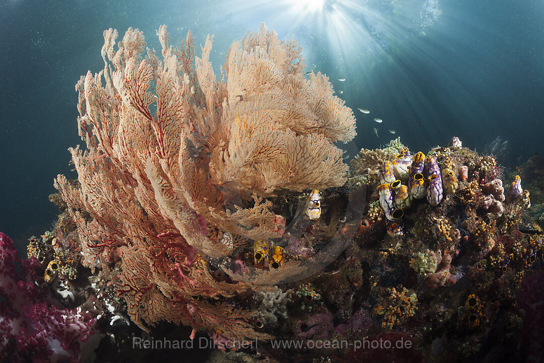 Corals growing near Mangroves, Raja Ampat, West Papua, Indonesia