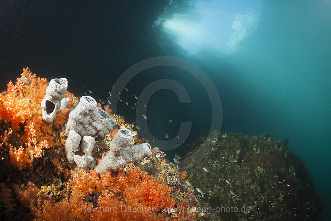 Corals growing near Mangroves, Raja Ampat, West Papua, Indonesia