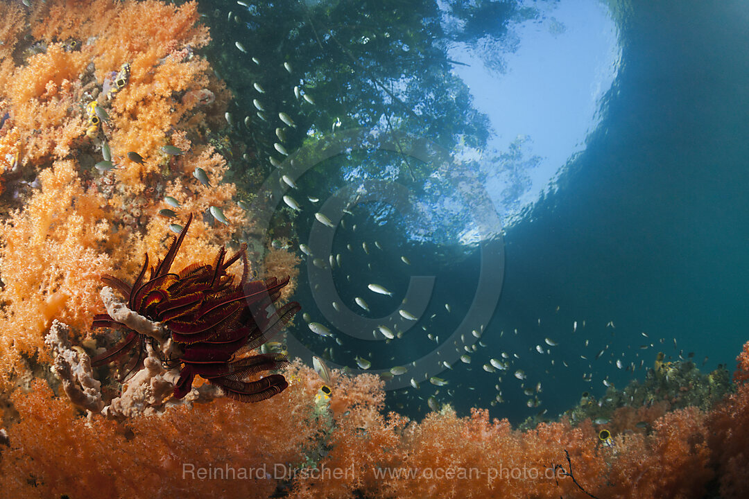 Korallen im flachen Mangrovenbereich, Raja Ampat, West Papua, Indonesien