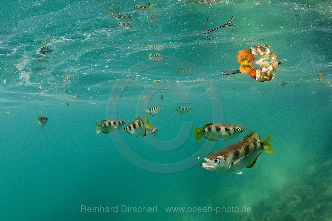 Banded Archerfish, Toxotes jaculatrix, Raja Ampat, West Papua, Indonesia