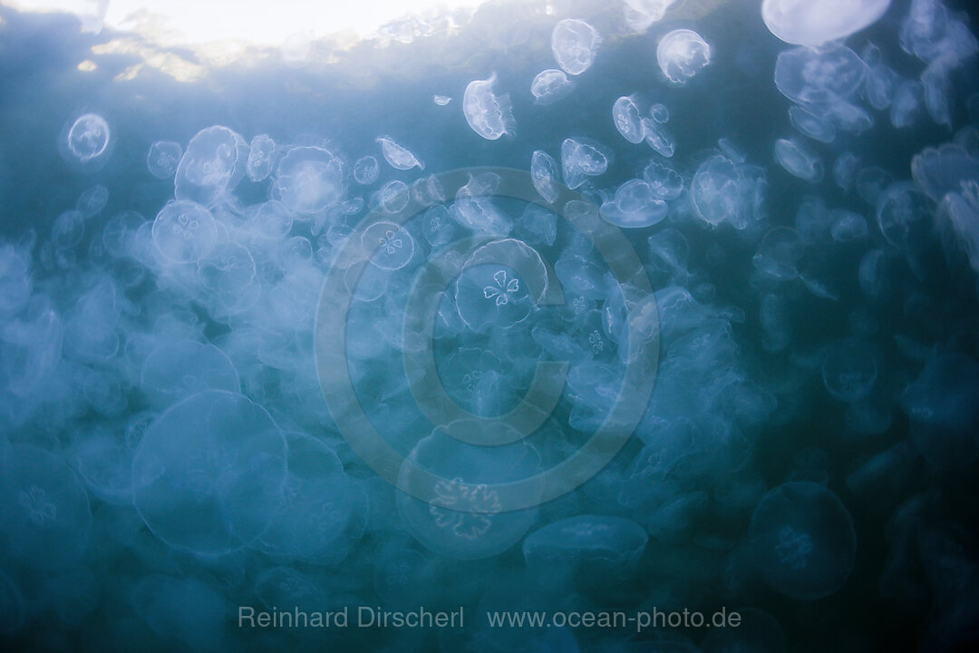 Aggregation of Moon Jellyfish, Aurelia aurita, Raja Ampat, West Papua, Indonesia