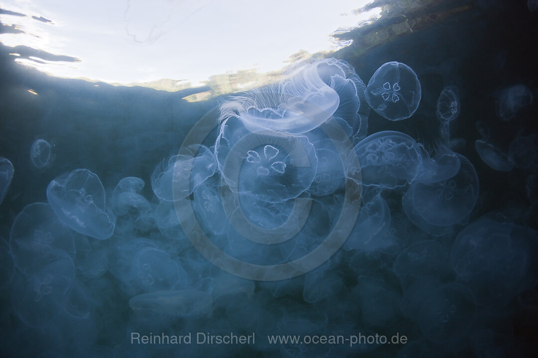 Aggregation of Moon Jellyfish, Aurelia aurita, Raja Ampat, West Papua, Indonesia
