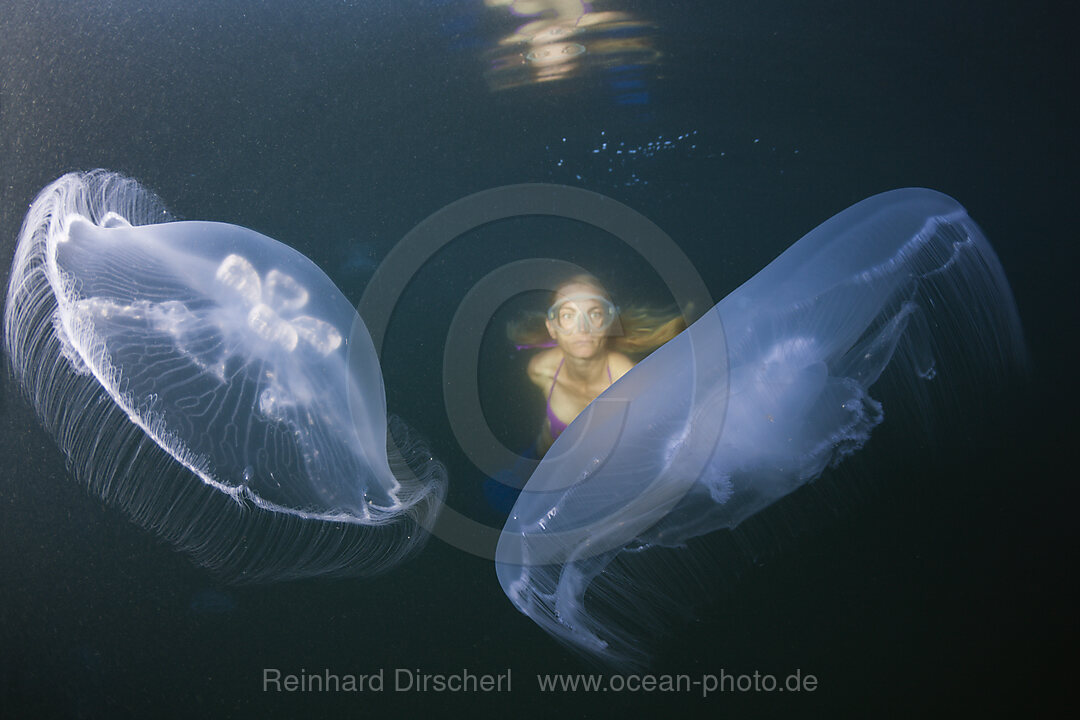 Moon Jellyfish, Aurelia aurita, Raja Ampat, West Papua, Indonesia