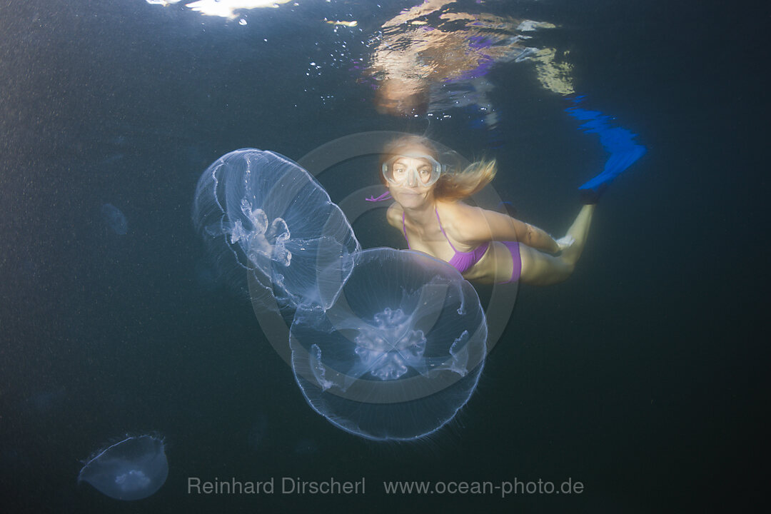 Moon Jellyfish, Aurelia aurita, Raja Ampat, West Papua, Indonesia