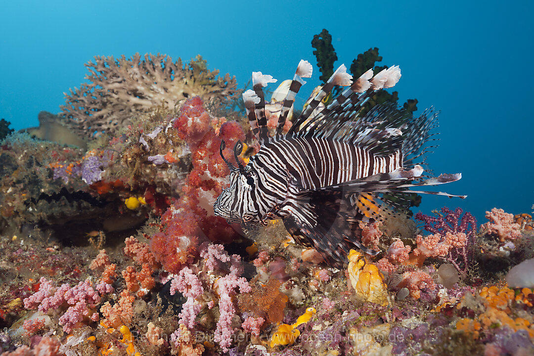 Lionfish over Coral Reef, Pterois volitans, Raja Ampat, West Papua, Indonesia