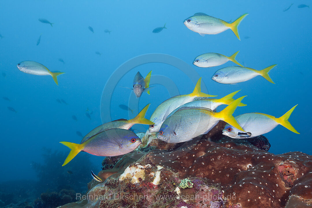 Shoal of Robust Fusiliers, Caesio cuning, Raja Ampat, West Papua, Indonesia