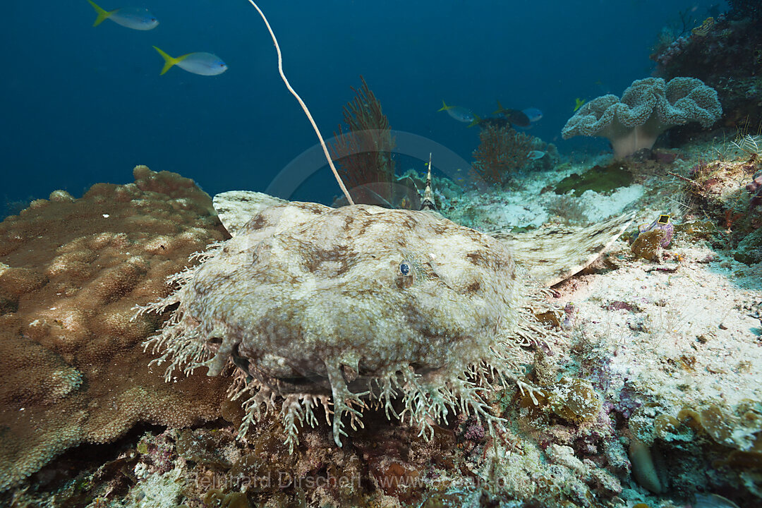 Tasselled Wobbegong, Eucrossorhinus dasypogon, Raja Ampat, West Papua, Indonesia