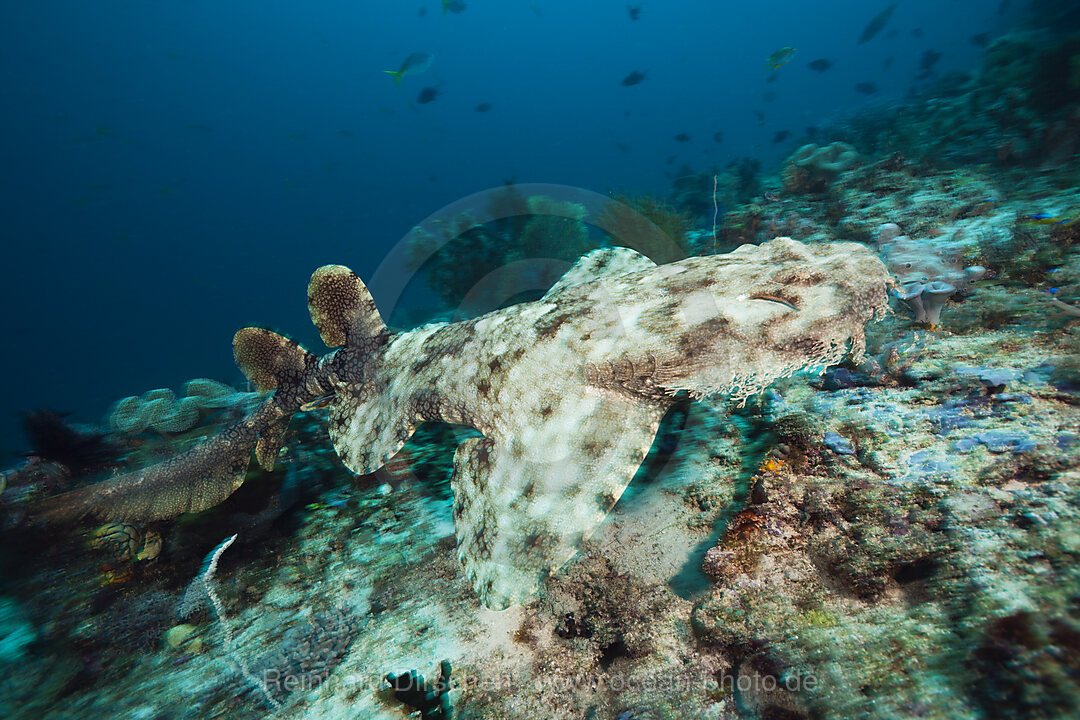 Tasselled Wobbegong, Eucrossorhinus dasypogon, Raja Ampat, West Papua, Indonesia