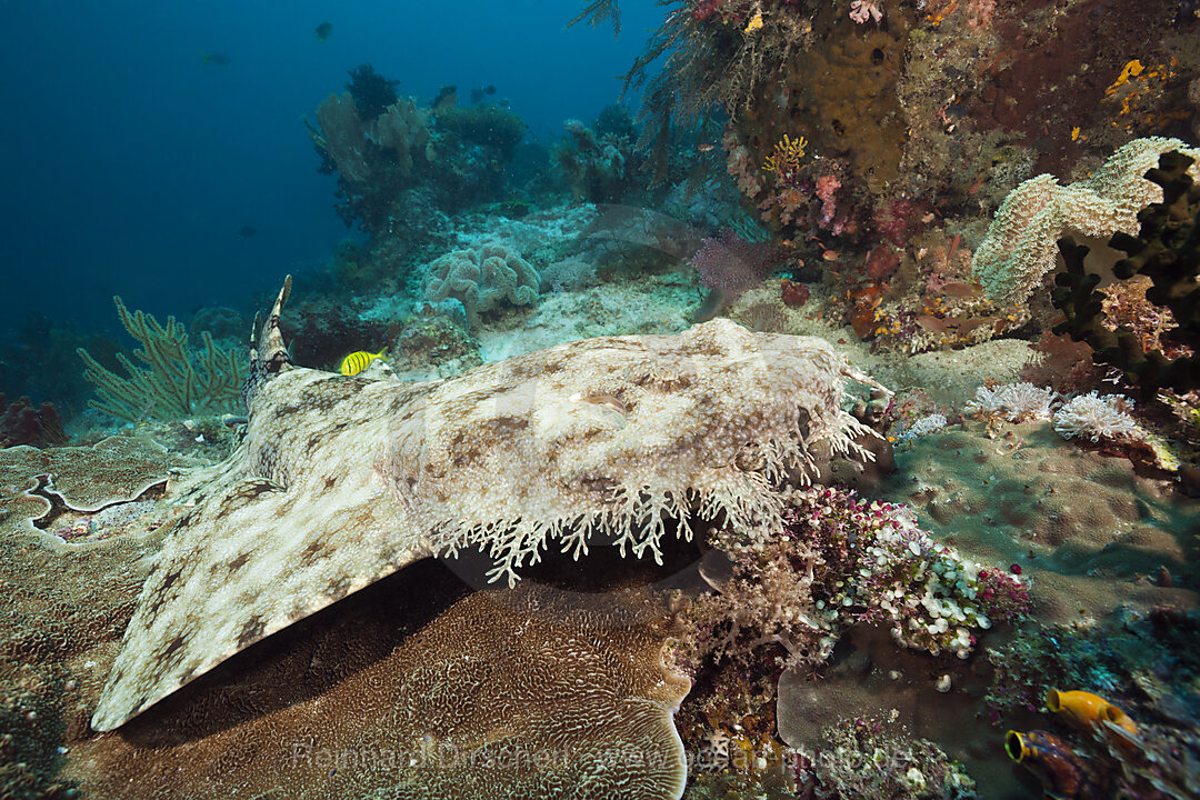 Fransen-Wobbegong, Eucrossorhinus dasypogon, Raja Ampat, West Papua, Indonesien