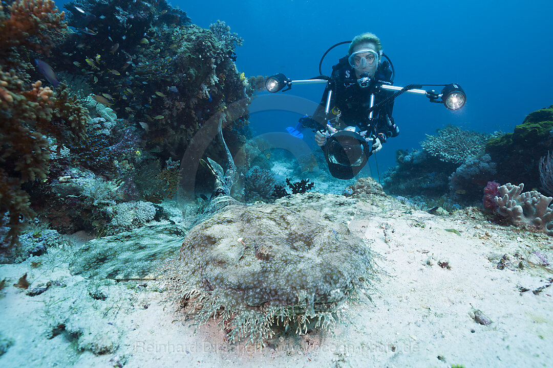 Diver and Tasselled Wobbegong, Eucrossorhinus dasypogon, Raja Ampat, West Papua, Indonesia