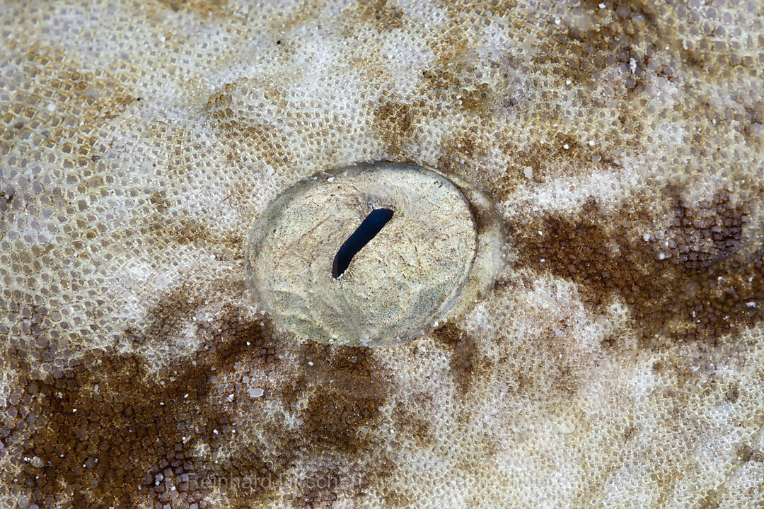 Auge eines Fransen-Wobbegong, Eucrossorhinus dasypogon, Raja Ampat, West Papua, Indonesien
