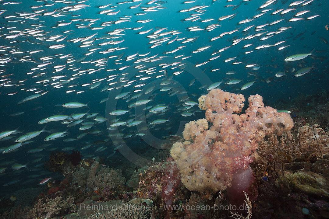 Gelblinien-Fuesiliere ueber Korallenriff, Pterocaesio tesselata, Raja Ampat, West Papua, Indonesien