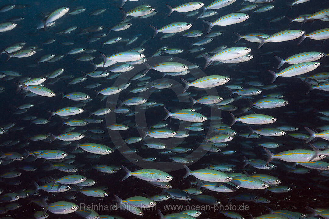 Shoal of Mosaic Fusiliers, Pterocaesio tesselata, Raja Ampat, West Papua, Indonesia