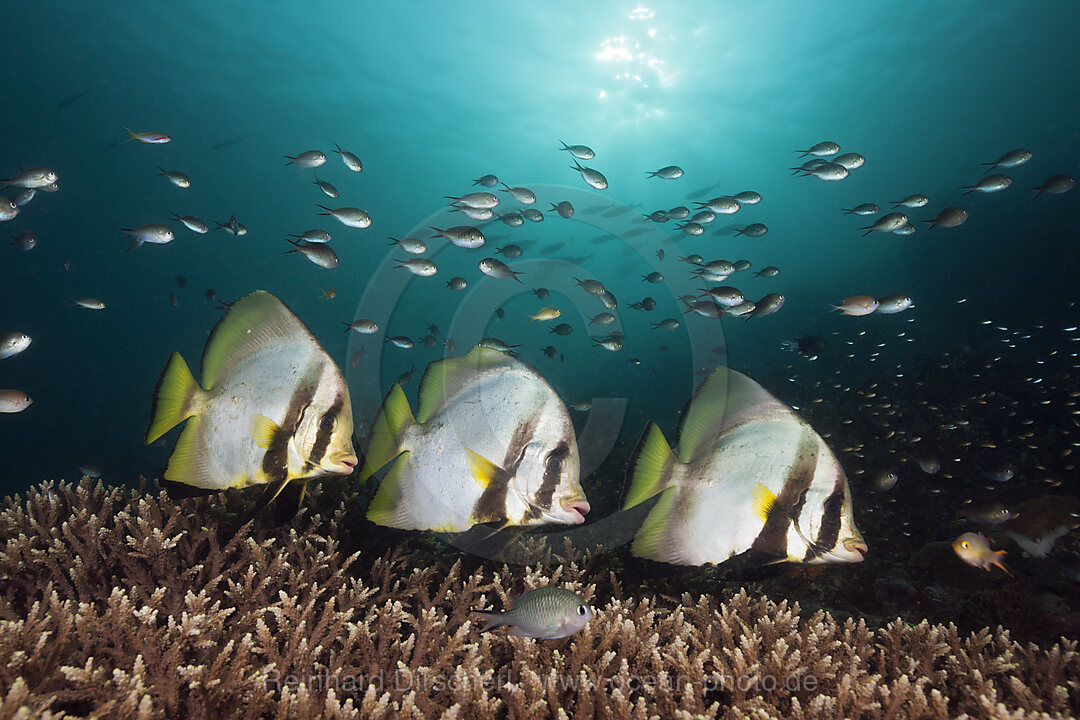 Spitzmaul-Fledermausfische, Platax pinnatus, Raja Ampat, West Papua, Indonesien