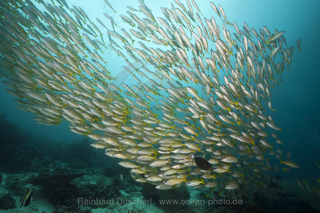 Schwarm Bengalen-Schnapper und Grossaugen-Schnapper, Lutjanus bengalensis, Lutjanus lutjanus, Raja Ampat, West Papua, Indonesien
