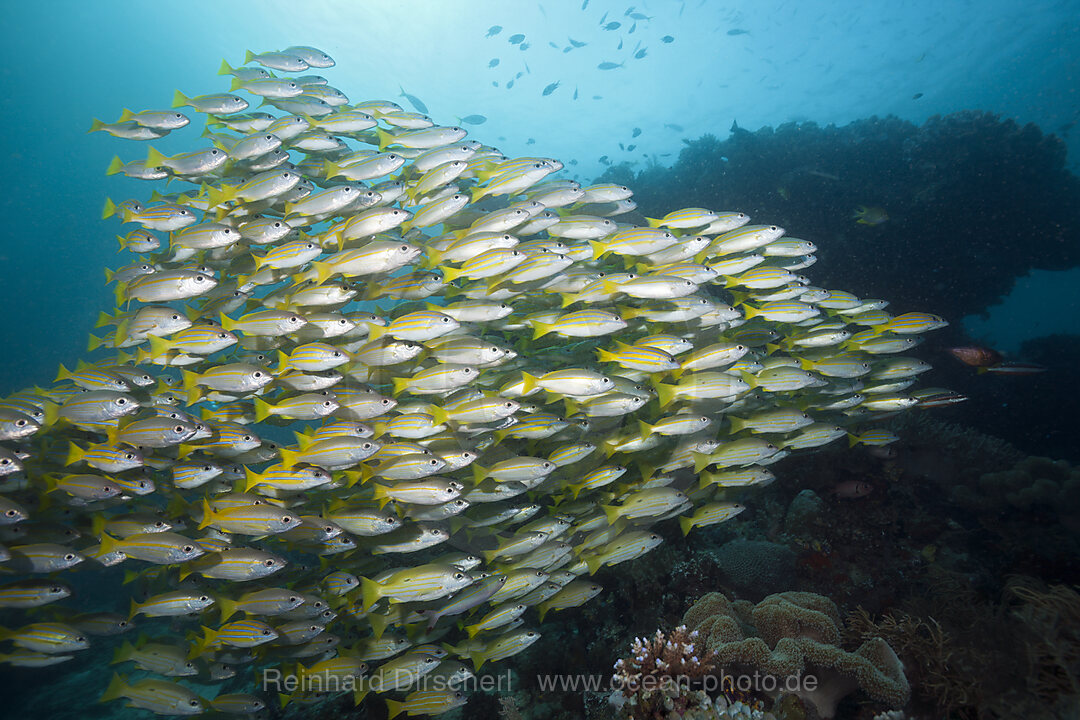 Shoal of Bengal Snapper and Big-eye Snapper, Lutjanus bengalensis, Lutjanus lutjanus, Raja Ampat, West Papua, Indonesia