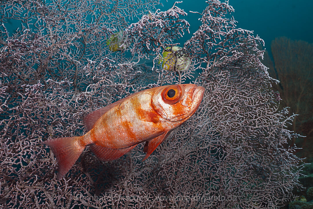 Riff-Grossauge, Priacanthus hamrur, Raja Ampat, West Papua, Indonesien