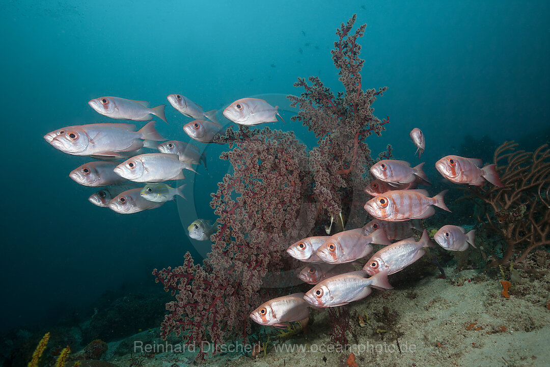 Shoal of Crescent-tail Bigeye, Priacanthus hamrur, Raja Ampat, West Papua, Indonesia