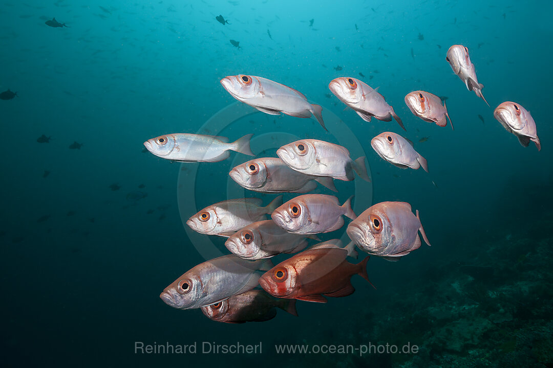 Shoal of Crescent-tail Bigeye, Priacanthus hamrur, Raja Ampat, West Papua, Indonesia