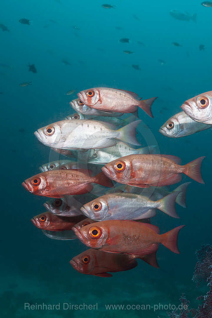 Shoal of Crescent-tail Bigeye, Priacanthus hamrur, Raja Ampat, West Papua, Indonesia