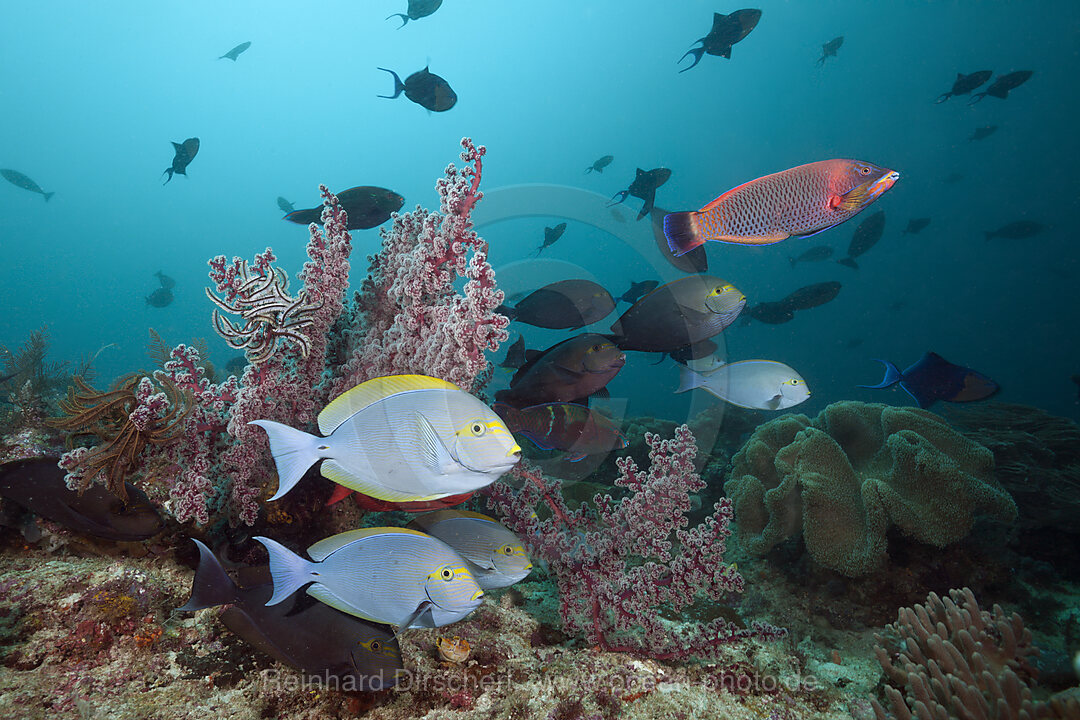 Graue Doktorfische am Riff, Acanthurus mata, Raja Ampat, West Papua, Indonesien