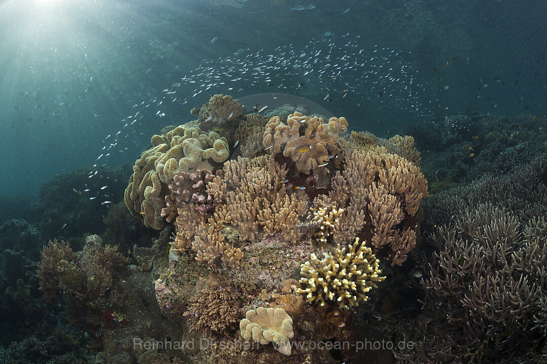 Korallenriff mit Lederkorallen, Raja Ampat, West Papua, Indonesien