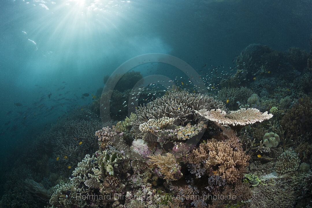 Coral Reef of Leather Corals, Raja Ampat, West Papua, Indonesia