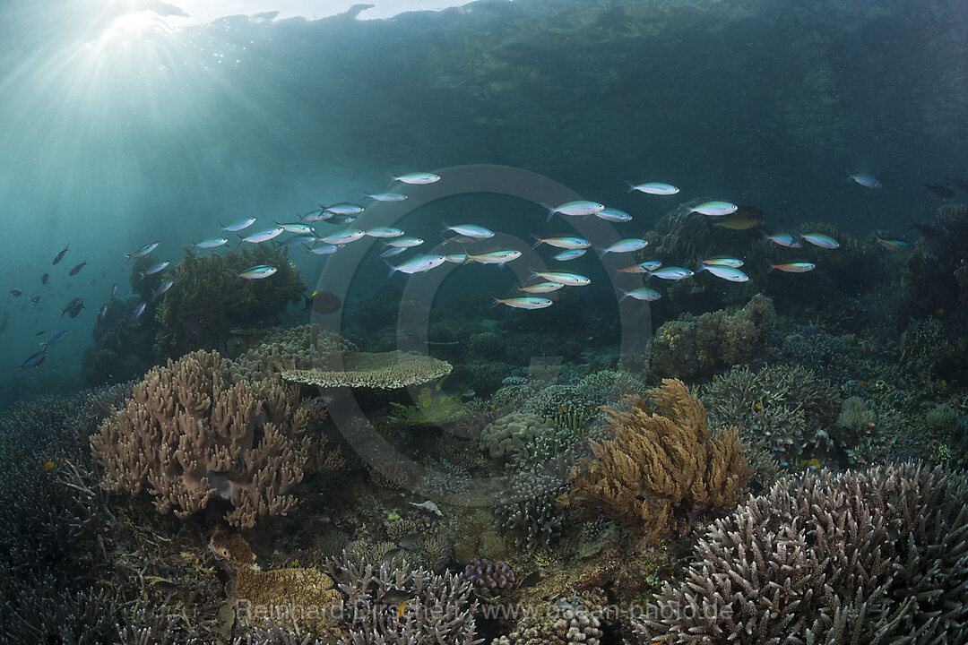 Gelblinien-Fuesiliere ueber Korallenriff, Pterocaesio tesselata, Raja Ampat, West Papua, Indonesien