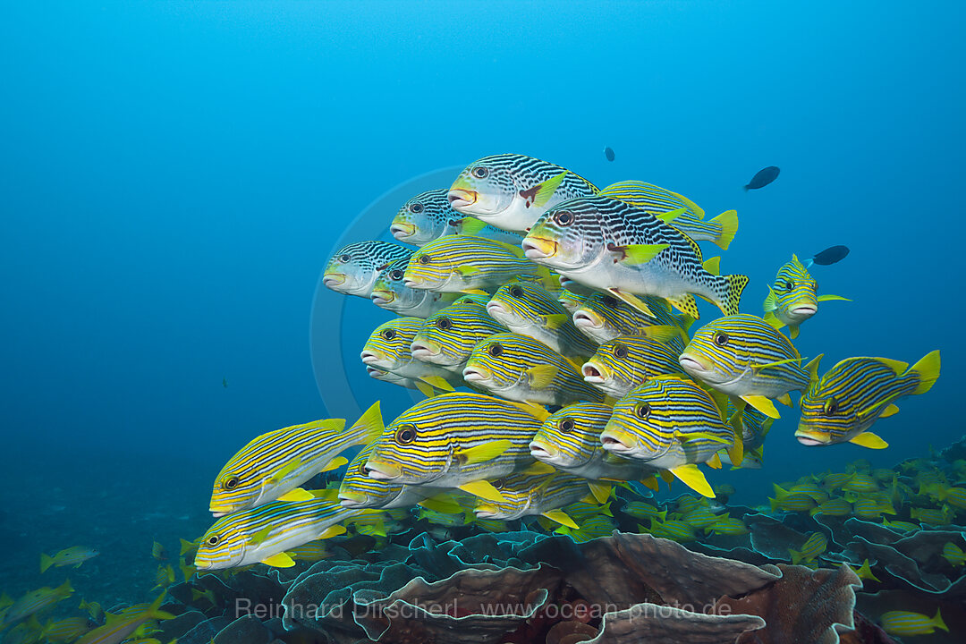 Schwarm Goldstreifen-Suesslippen, Plectorhinchus polytaenia, Raja Ampat, West Papua, Indonesien