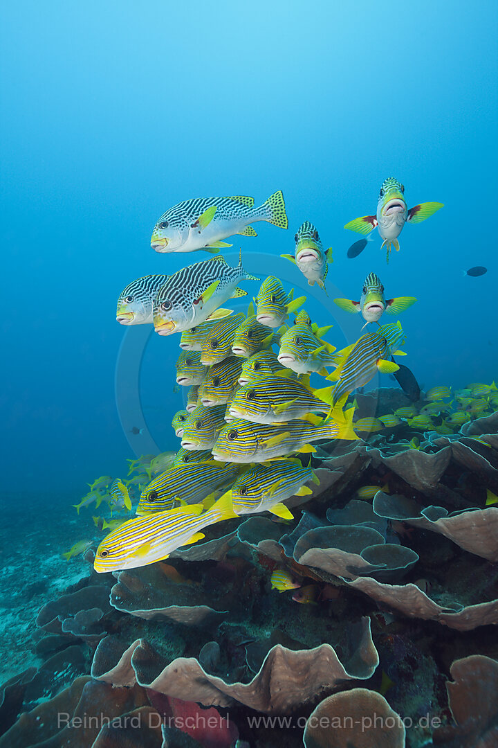 Schwarm Goldstreifen-Suesslippen, Plectorhinchus polytaenia, Raja Ampat, West Papua, Indonesien