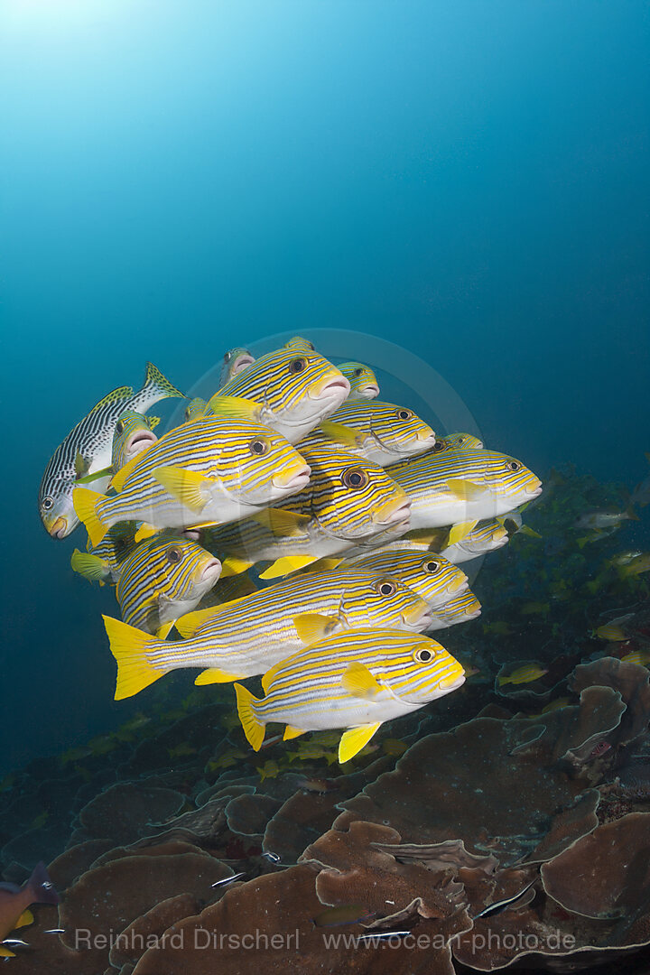 Schwarm Goldstreifen-Suesslippen, Plectorhinchus polytaenia, Raja Ampat, West Papua, Indonesien