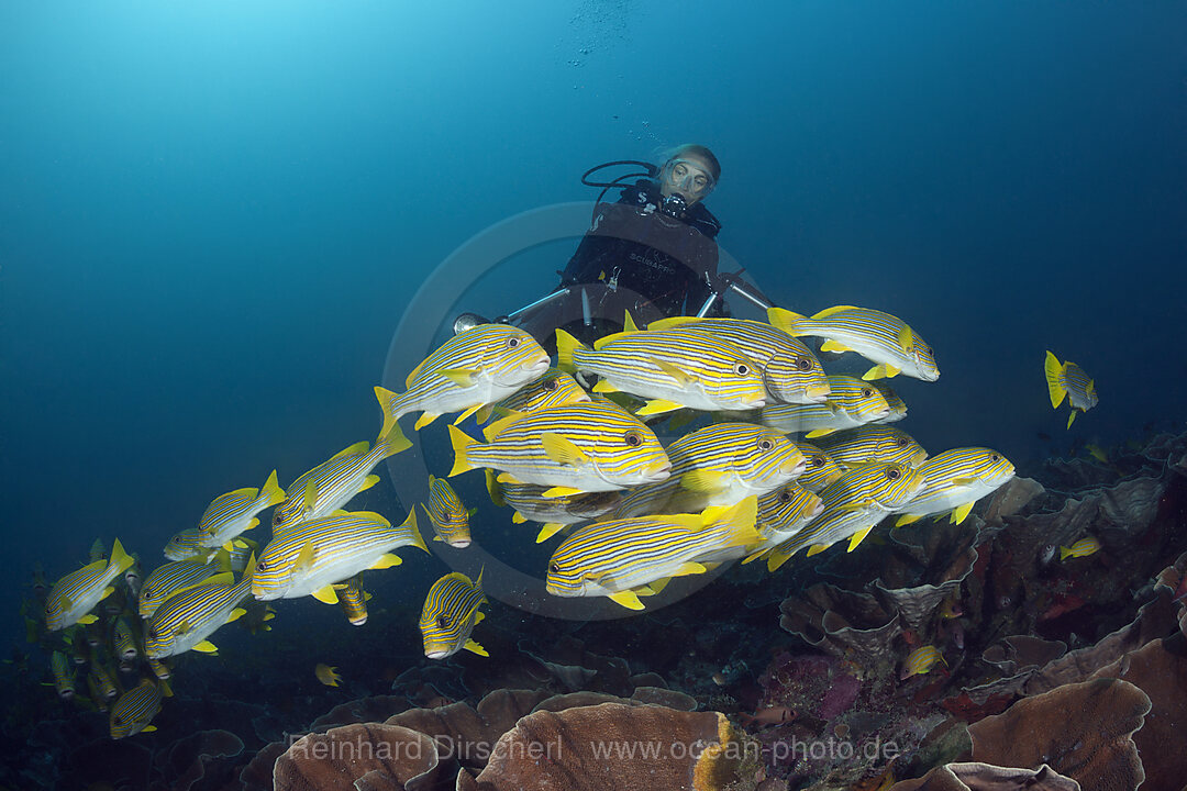 Schwarm Goldstreifen-Suesslippen, Plectorhinchus polytaenia, Raja Ampat, West Papua, Indonesien