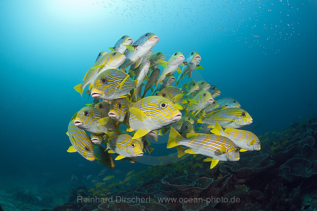 Schwarm Goldstreifen-Suesslippen, Plectorhinchus polytaenia, Raja Ampat, West Papua, Indonesien