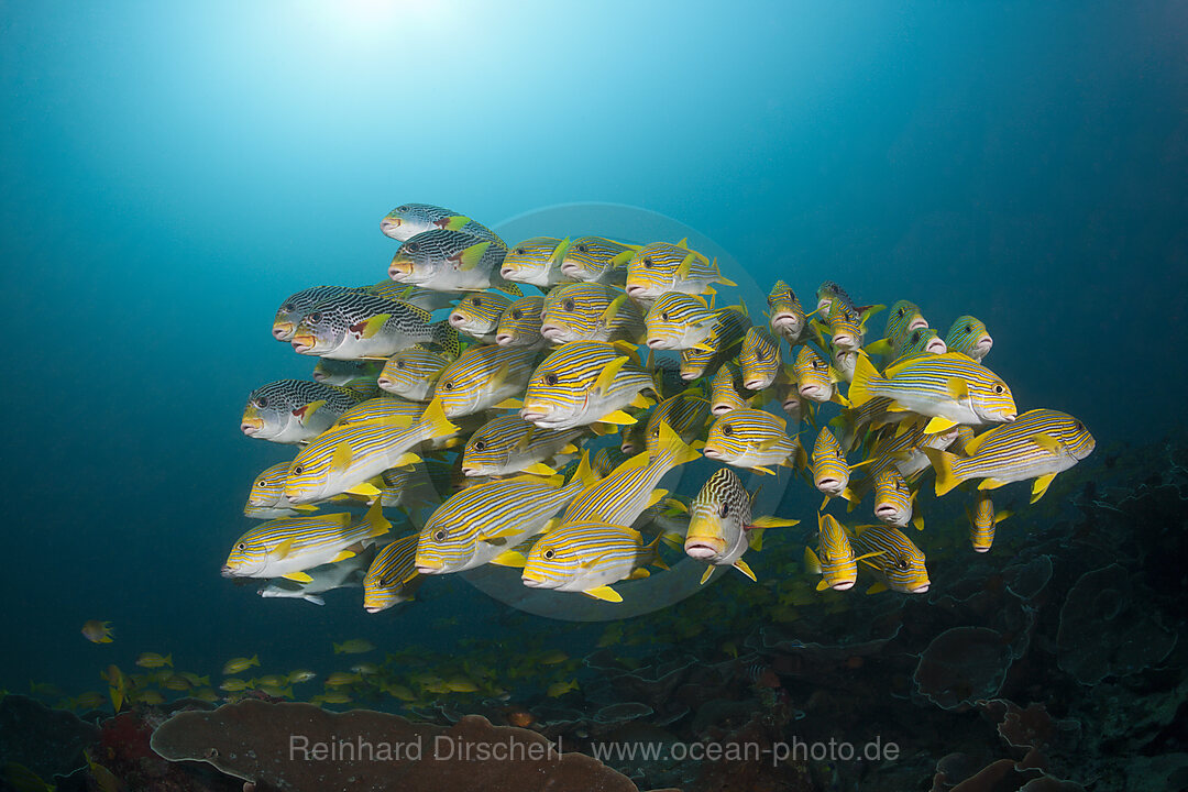 Shoal of Yellow-ribbon Sweetlips, Plectorhinchus polytaenia, Raja Ampat, West Papua, Indonesia