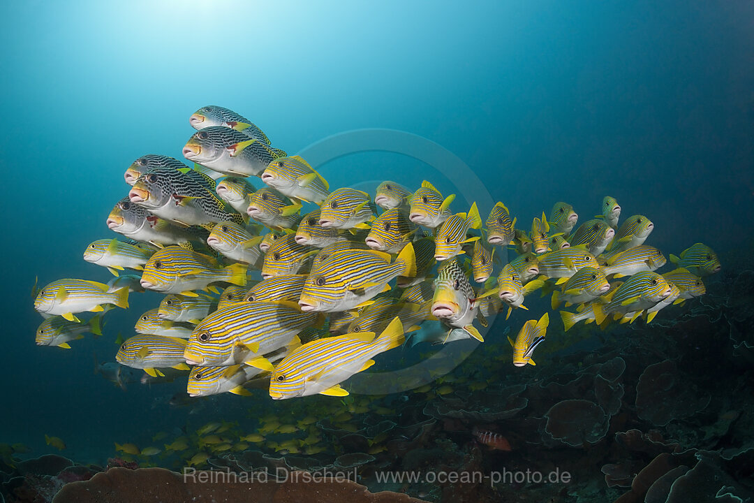 Schwarm Goldstreifen-Suesslippen, Plectorhinchus polytaenia, Raja Ampat, West Papua, Indonesien