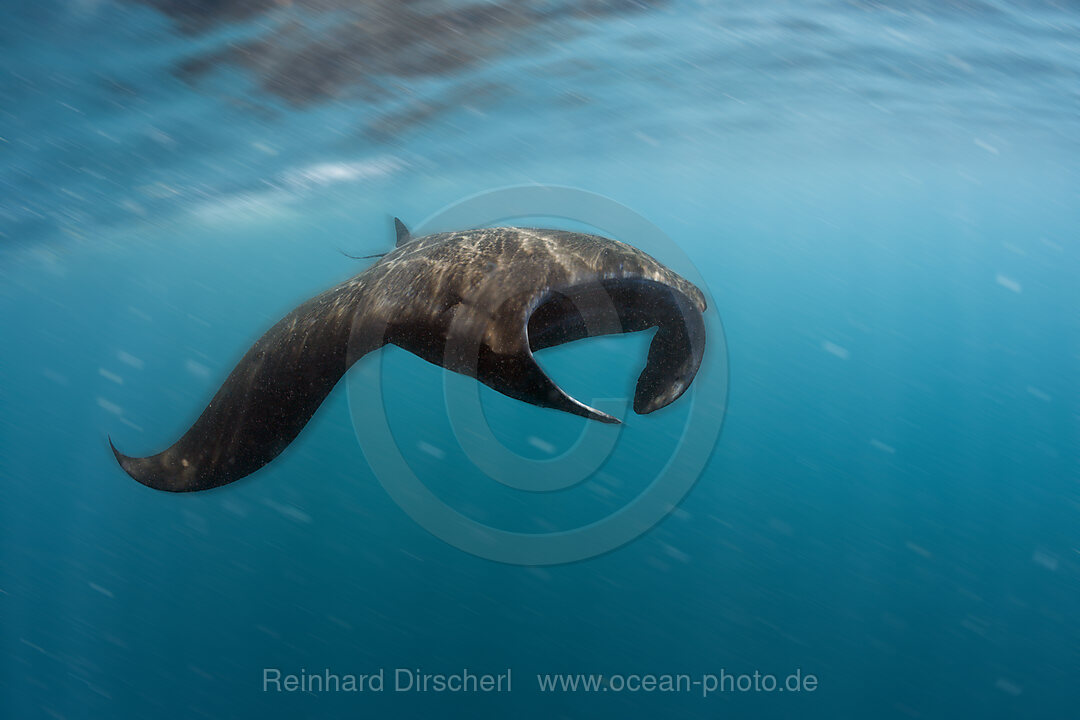 Schwarzer Riff-Manta, Manta alfredi, Raja Ampat, West Papua, Indonesien