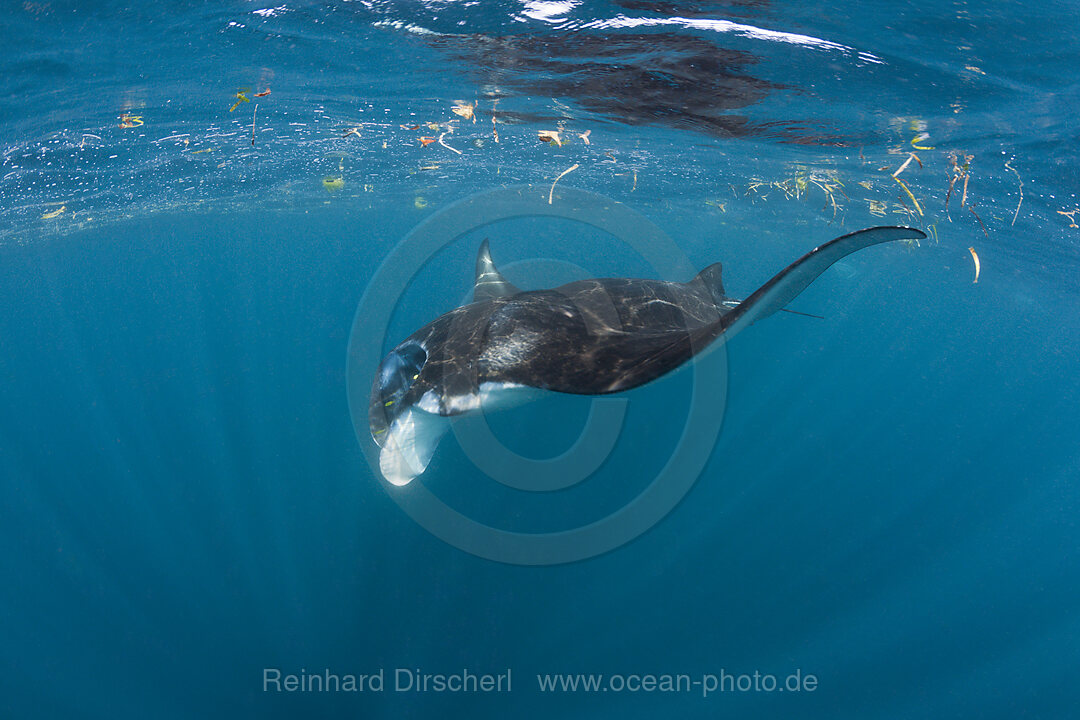 Riff-Manta, Manta alfredi, Raja Ampat, West Papua, Indonesien