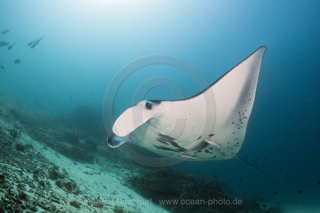 Riff-Manta, Manta alfredi, Raja Ampat, West Papua, Indonesien