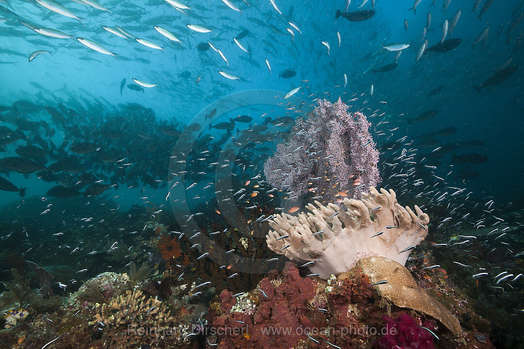 Korallenriff mit Lederkorallen, Raja Ampat, West Papua, Indonesien