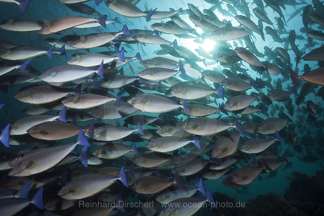 Schwarm Blauschwanz-Nasendoktor, Naso caeruleocauda, Raja Ampat, West Papua, Indonesien