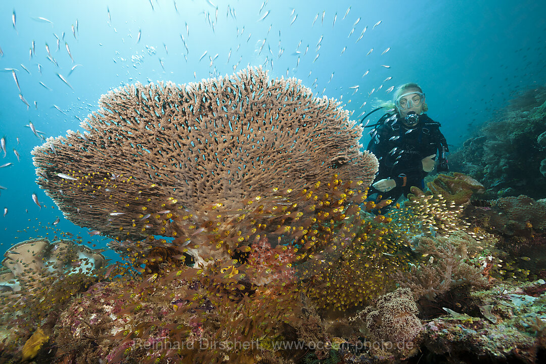 Glasfische unter Tischkoralle, Parapriacanthus ransonneti, Raja Ampat, West Papua, Indonesien