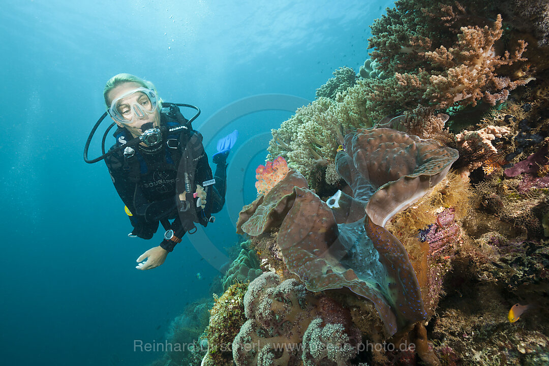 Taucher und Grosse Moerdermuschel, Tridacna squamosa, Raja Ampat, West Papua, Indonesien