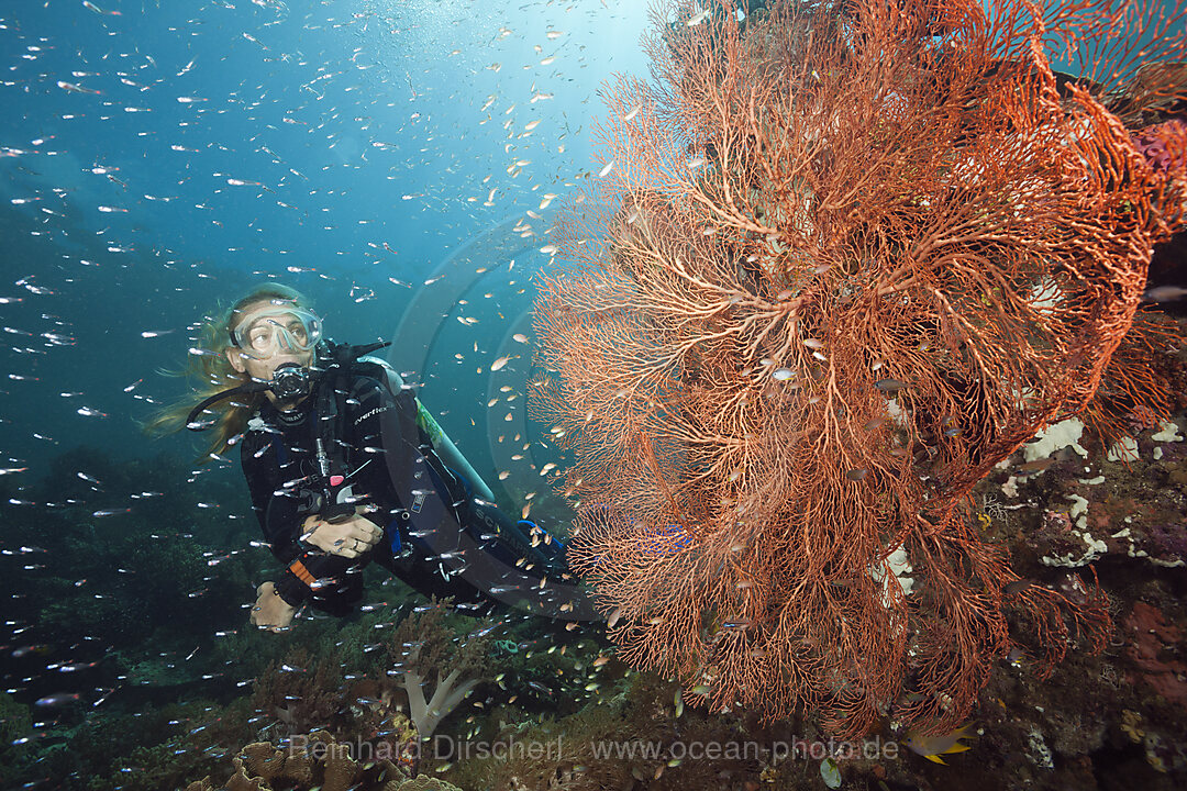 Rotfleck-Kardinalfische umschwaermen Korallenriff, Apogon parvulus, Raja Ampat, West Papua, Indonesien