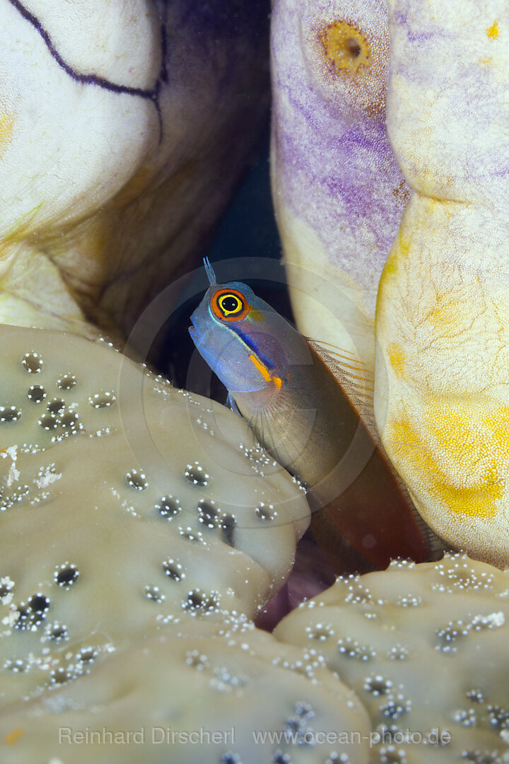 Schwarzpunkt-Kammzaehner Schleimfisch, Ecsenius stigmatura, Raja Ampat, West Papua, Indonesien