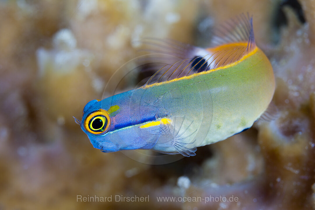 Schwarzpunkt-Kammzaehner Schleimfisch, Ecsenius stigmatura, Raja Ampat, West Papua, Indonesien