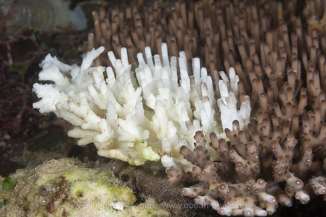 Korallenbleiche, Acropora, Raja Ampat, West Papua, Indonesien