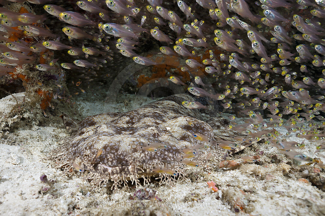 Fransen-Wobbegong, Eucrossorhinus dasypogon, Raja Ampat, West Papua, Indonesien