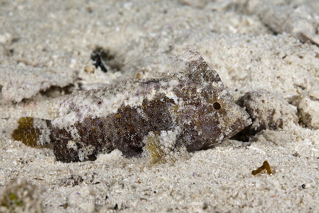 Langstrahlen-Stirnflosser, Paracentropogon longispinis, Raja Ampat, West Papua, Indonesien