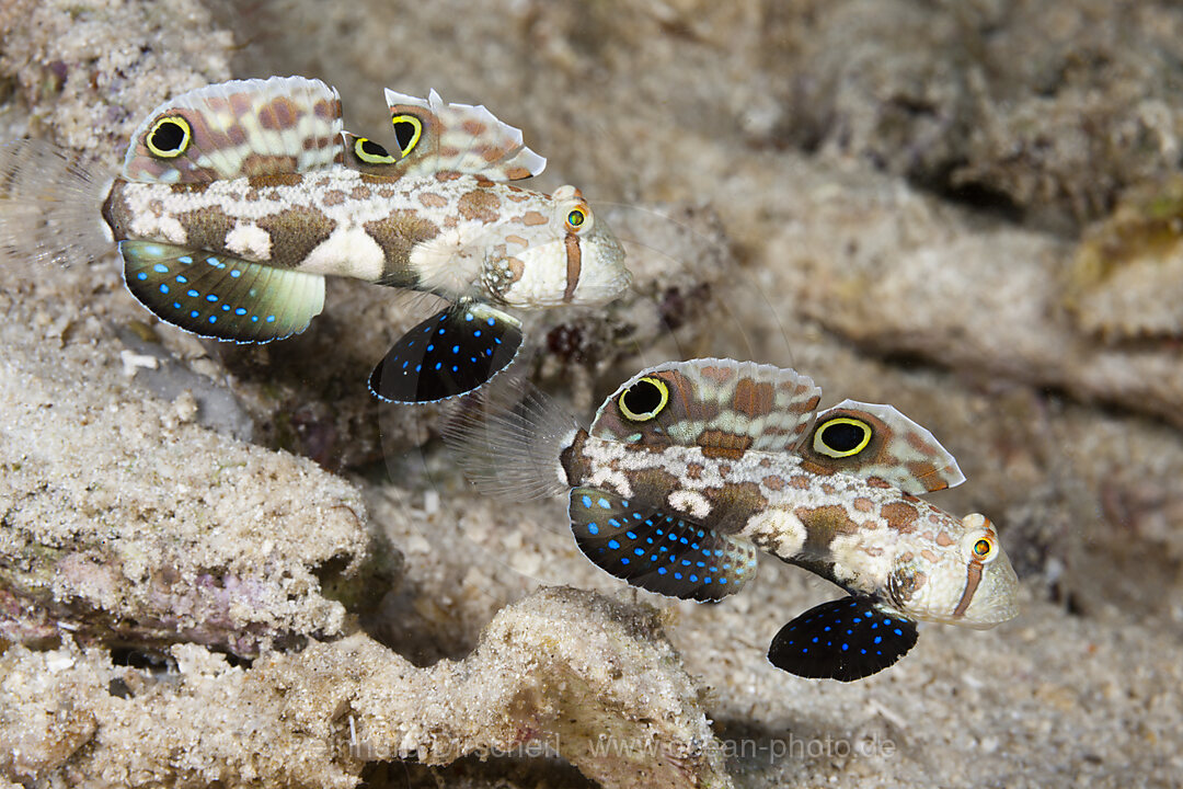 Paar Krabbenaugen-Grundeln, Signigobius biocellatus, Raja Ampat, West Papua, Indonesien